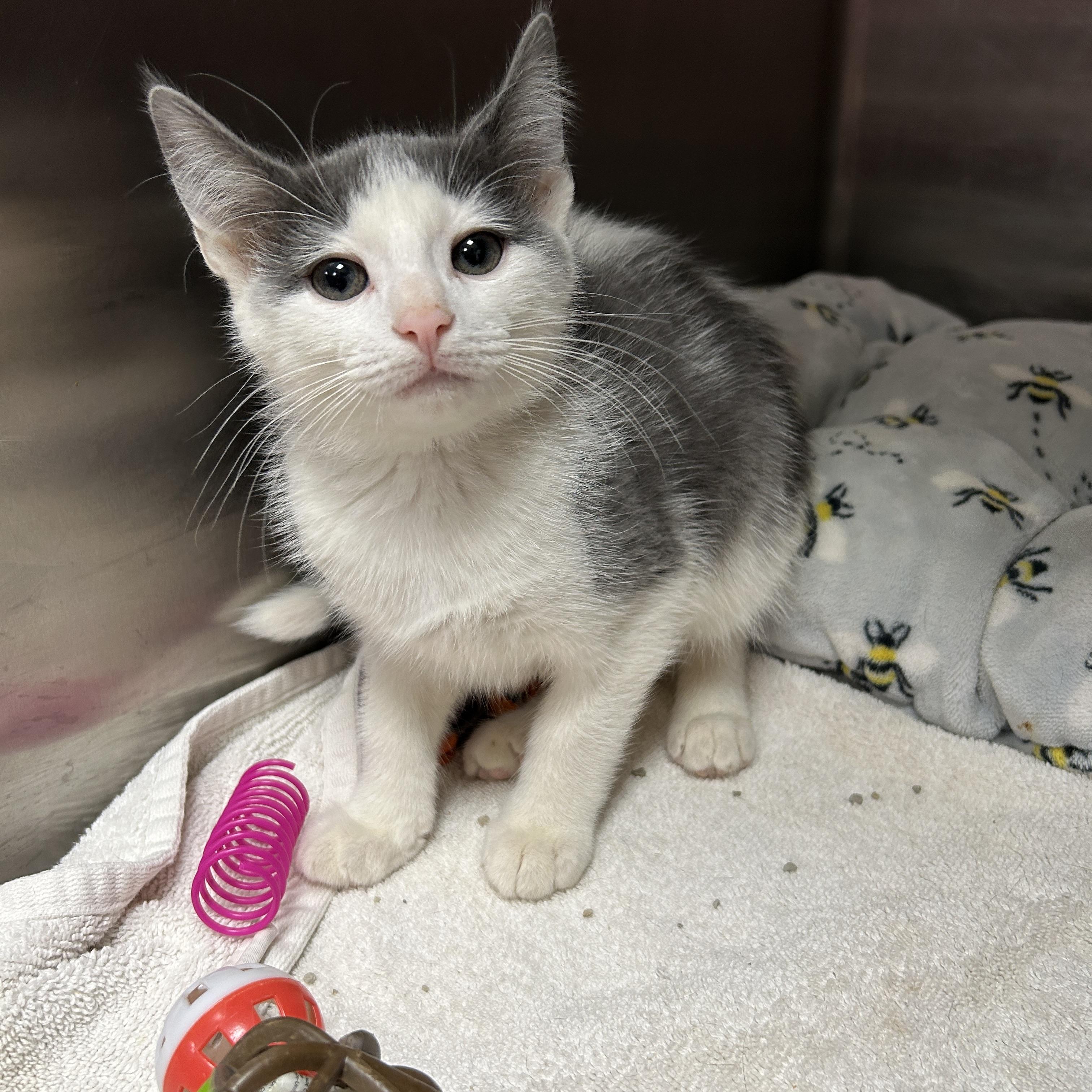 Crackle, an adopted Domestic Short Hair in La Grange Park, IL image 6/6