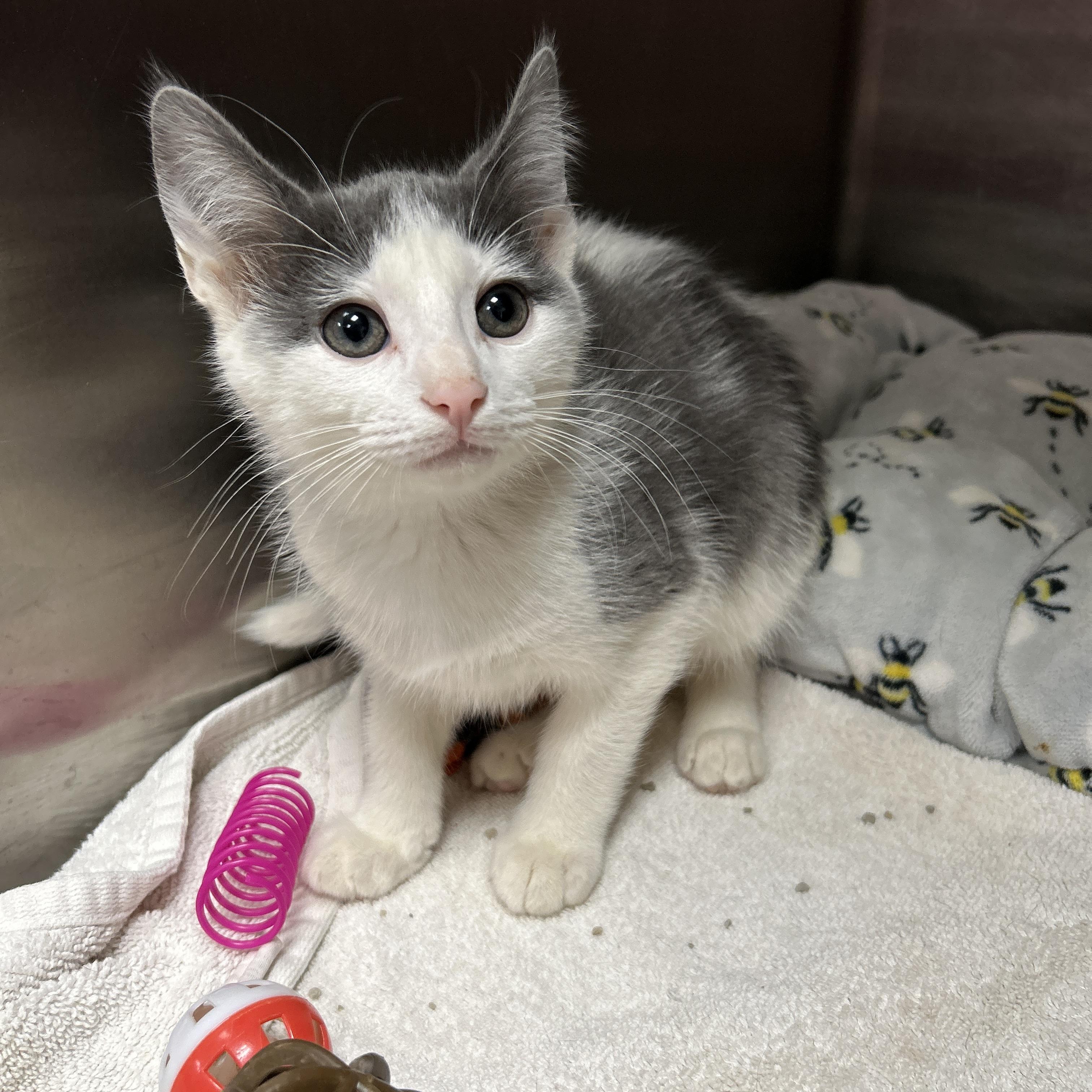 Crackle, an adopted Domestic Short Hair in La Grange Park, IL image 2/6