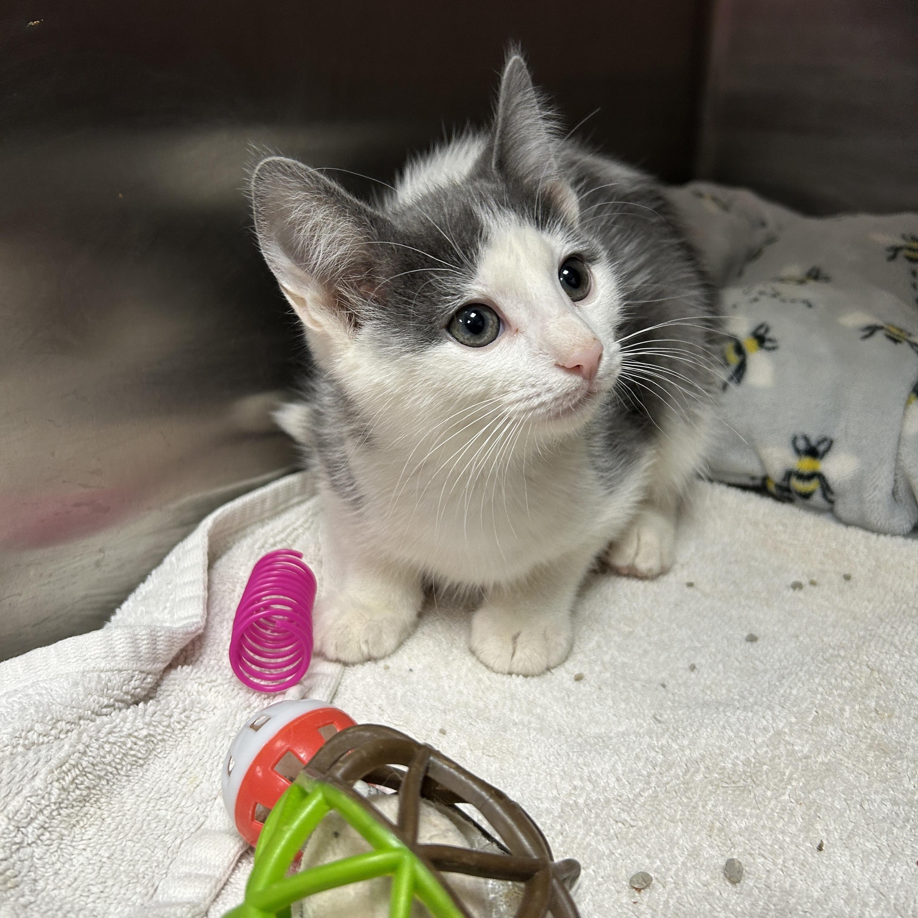 Crackle, an adopted Domestic Short Hair in La Grange Park, IL image 4/6