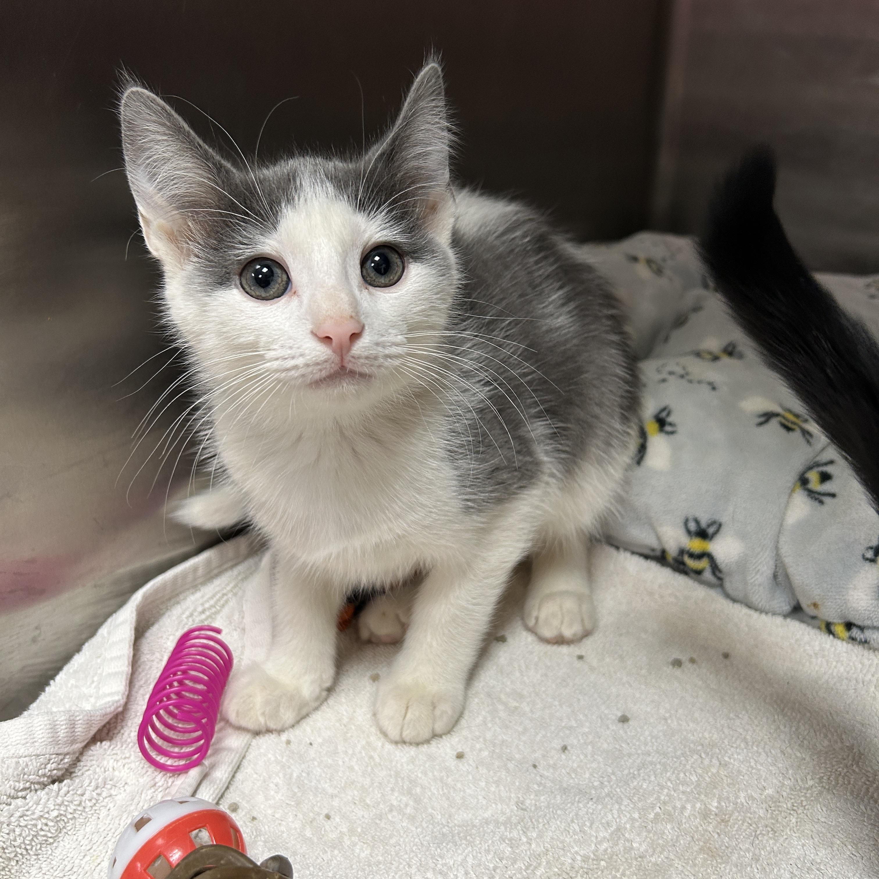 Crackle, an adopted Domestic Short Hair in La Grange Park, IL image 3/6