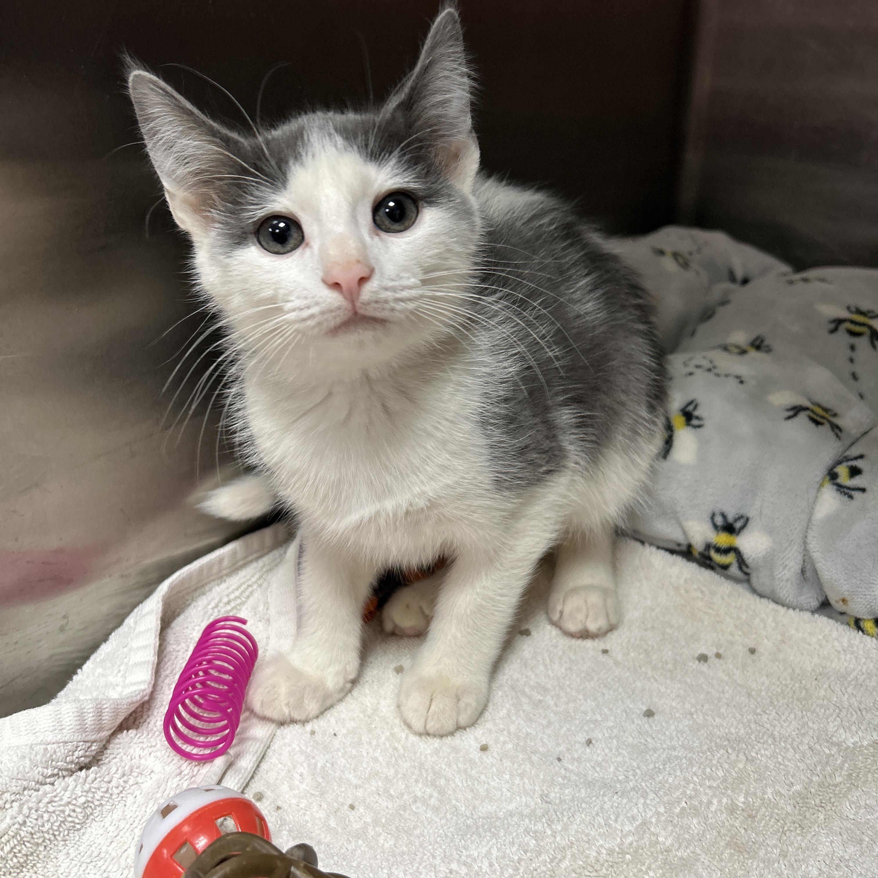 Crackle, an adopted Domestic Short Hair in La Grange Park, IL image 5/6