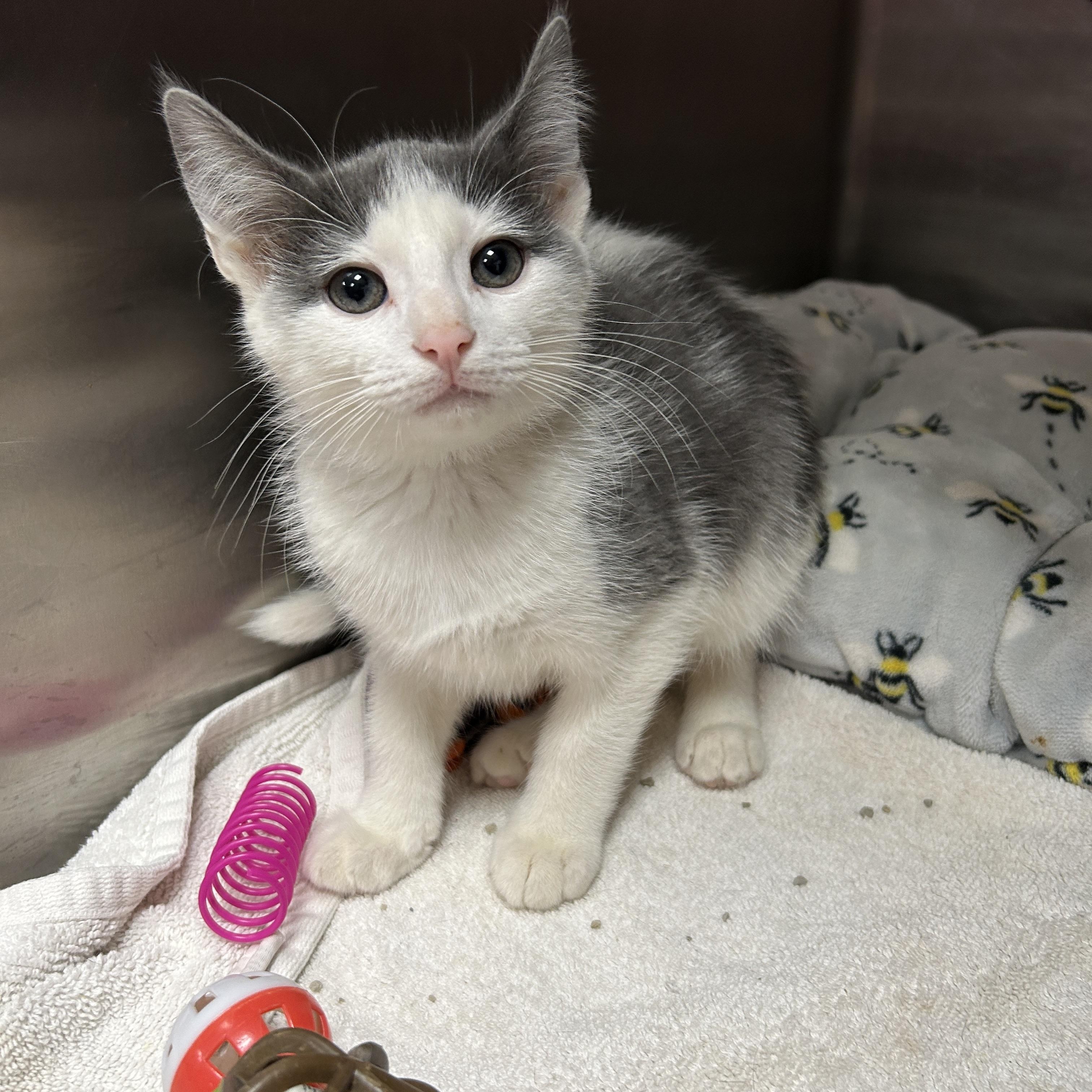 Crackle, adopted, Kitten Male Domestic Short Hair.