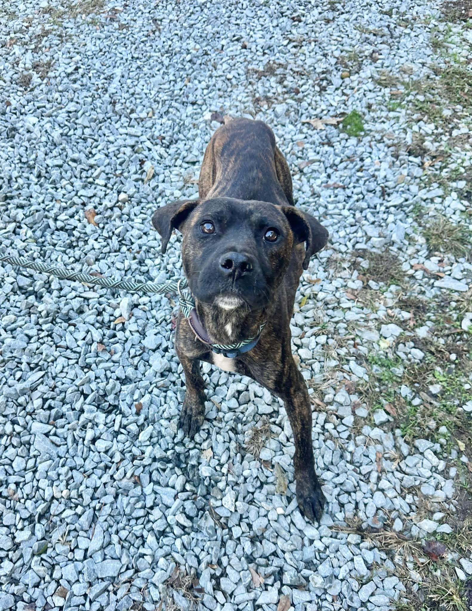 Coal, Adoptable, Adult Male Mixed Breed.