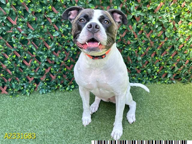 ANNIE, Adoptable, Adult Female Mixed Breed & Mixed Breed.