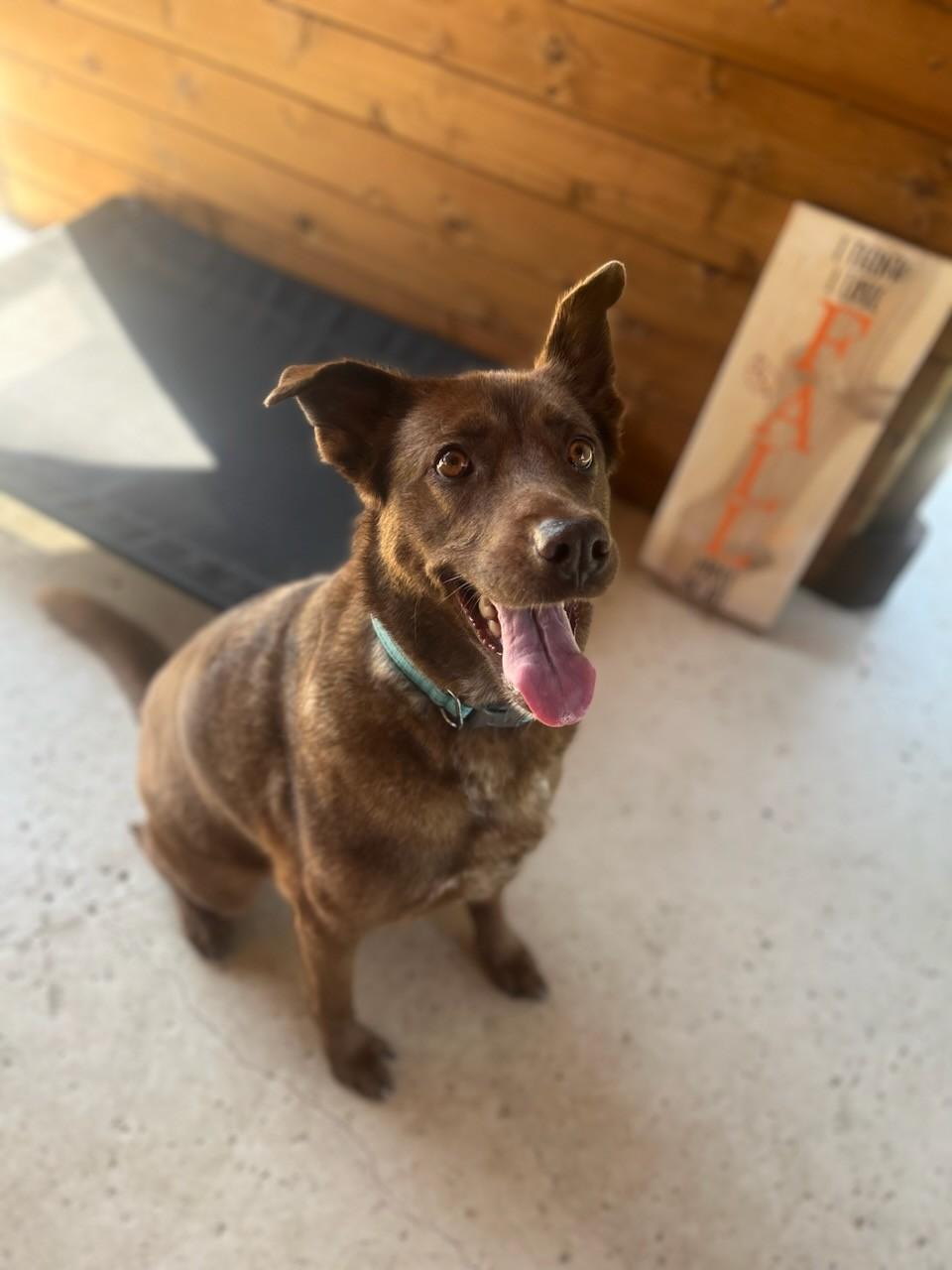 Ginger, a Adoptable Chesapeake Bay Retriever in Colleyville, TX image 1/5