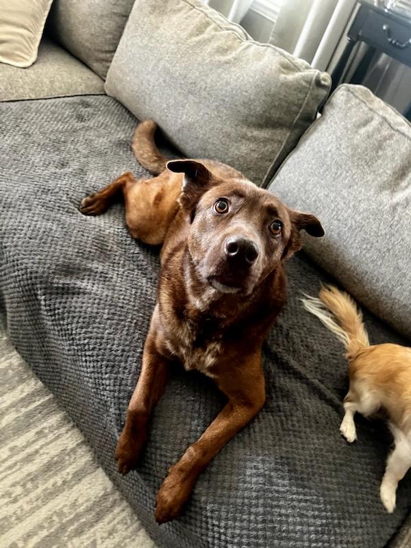 Ginger, a Adoptable Chesapeake Bay Retriever in Colleyville, TX image 2/5