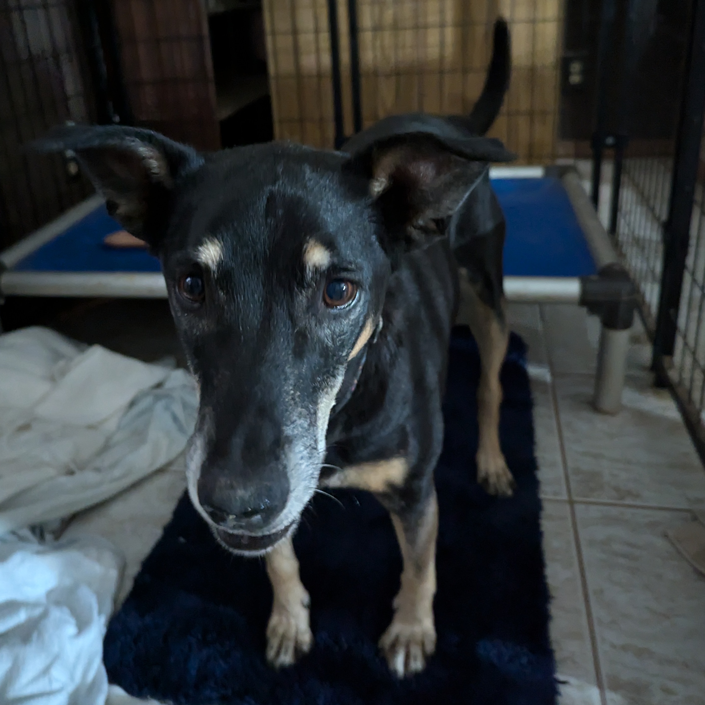 Buddy, a Adoptable mixed breed in Phoenix, AZ image 1/2