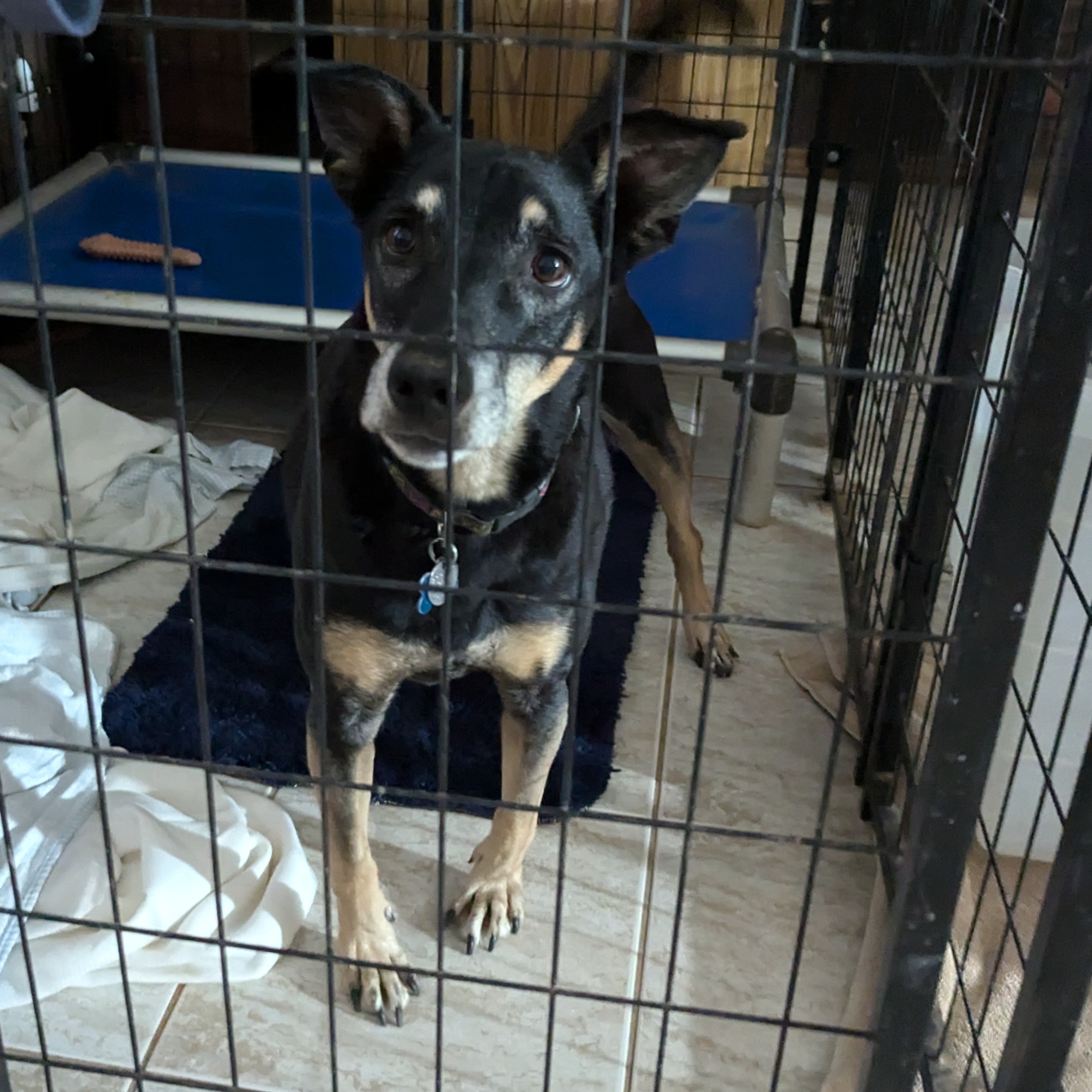 Buddy, a Adoptable mixed breed in Phoenix, AZ image 2/2