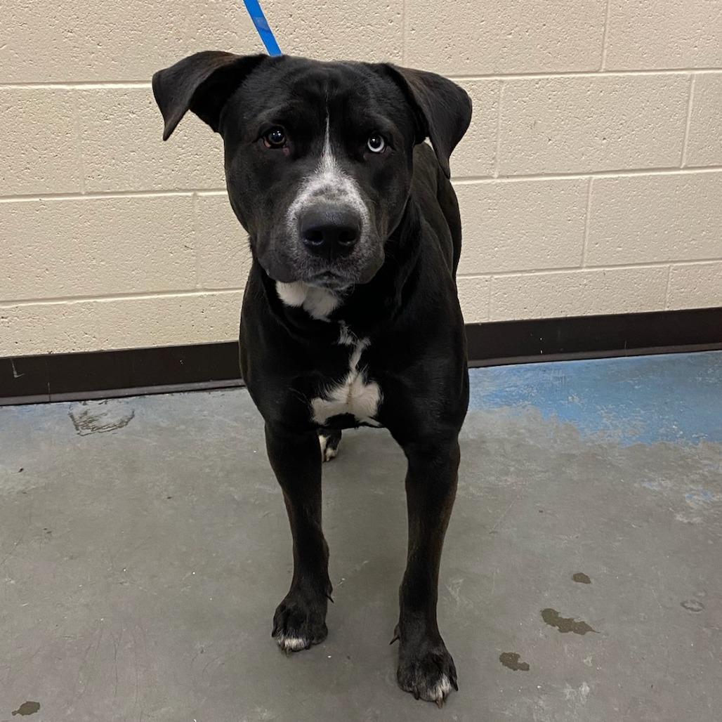 Enlarge Baylor, a Adoptable Mixed Breed in Memphis, TN image 1/2