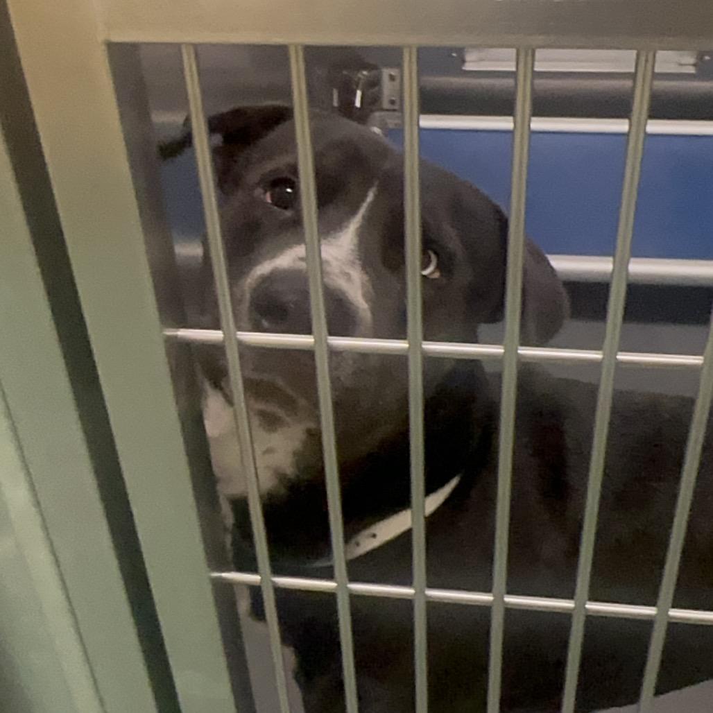 Enlarge Baylor, a Adoptable Mixed Breed in Memphis, TN image 2/2