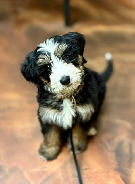Enlarge Bob, a ADOPTABLE Bernadoodle in Little Elm, TX image 1/3