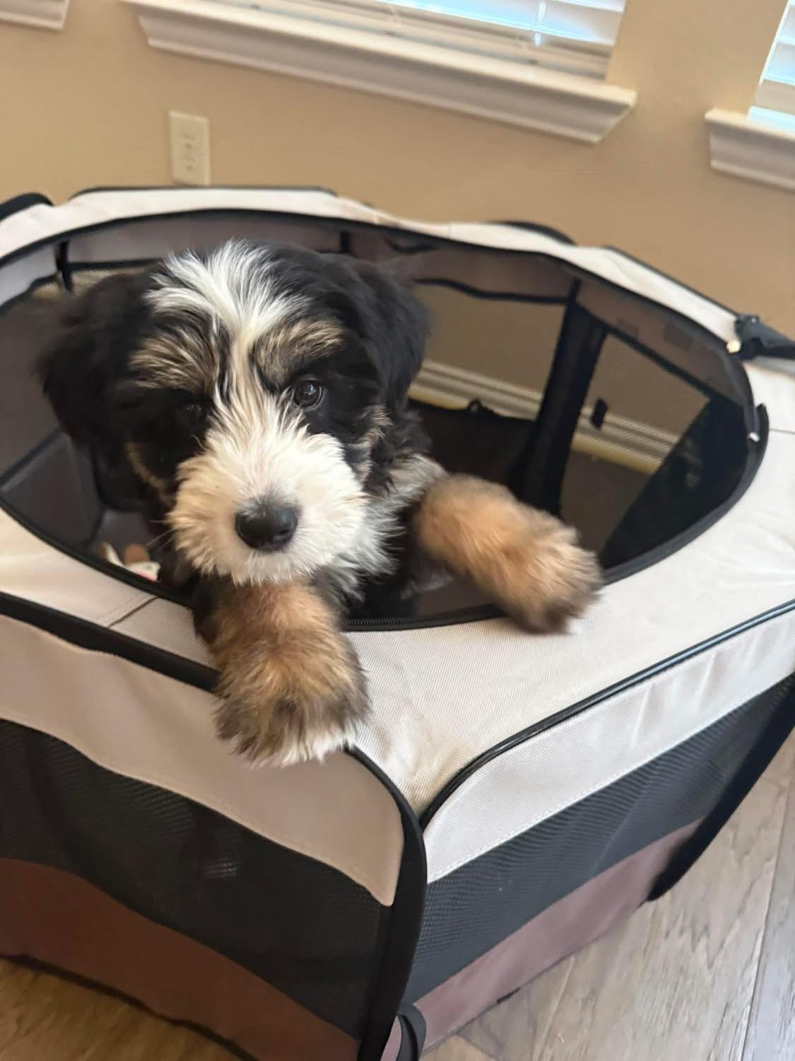 Enlarge Bob, a ADOPTABLE Bernadoodle in Little Elm, TX image 2/3