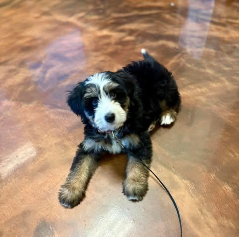 Enlarge Bob, a ADOPTABLE Bernadoodle in Little Elm, TX image 3/3