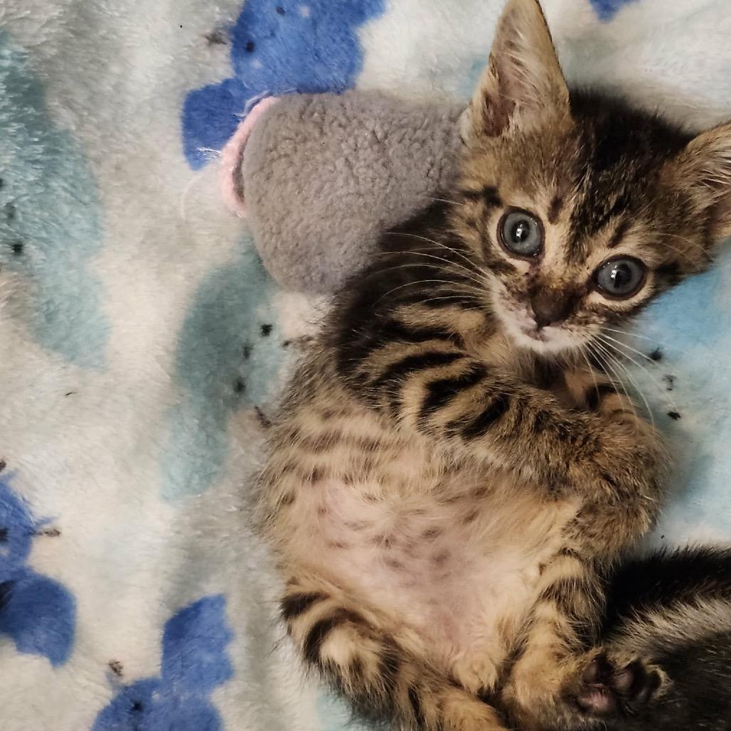 Colter, Adoptable, Kitten Male Domestic Short Hair.