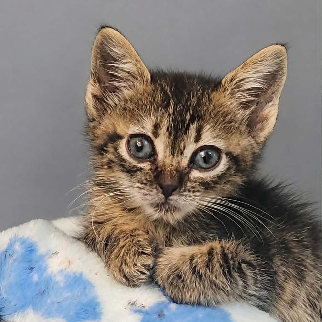 Enlarge Colter, a Adoptable Domestic Short Hair in Pine Mountain, GA image 2/5