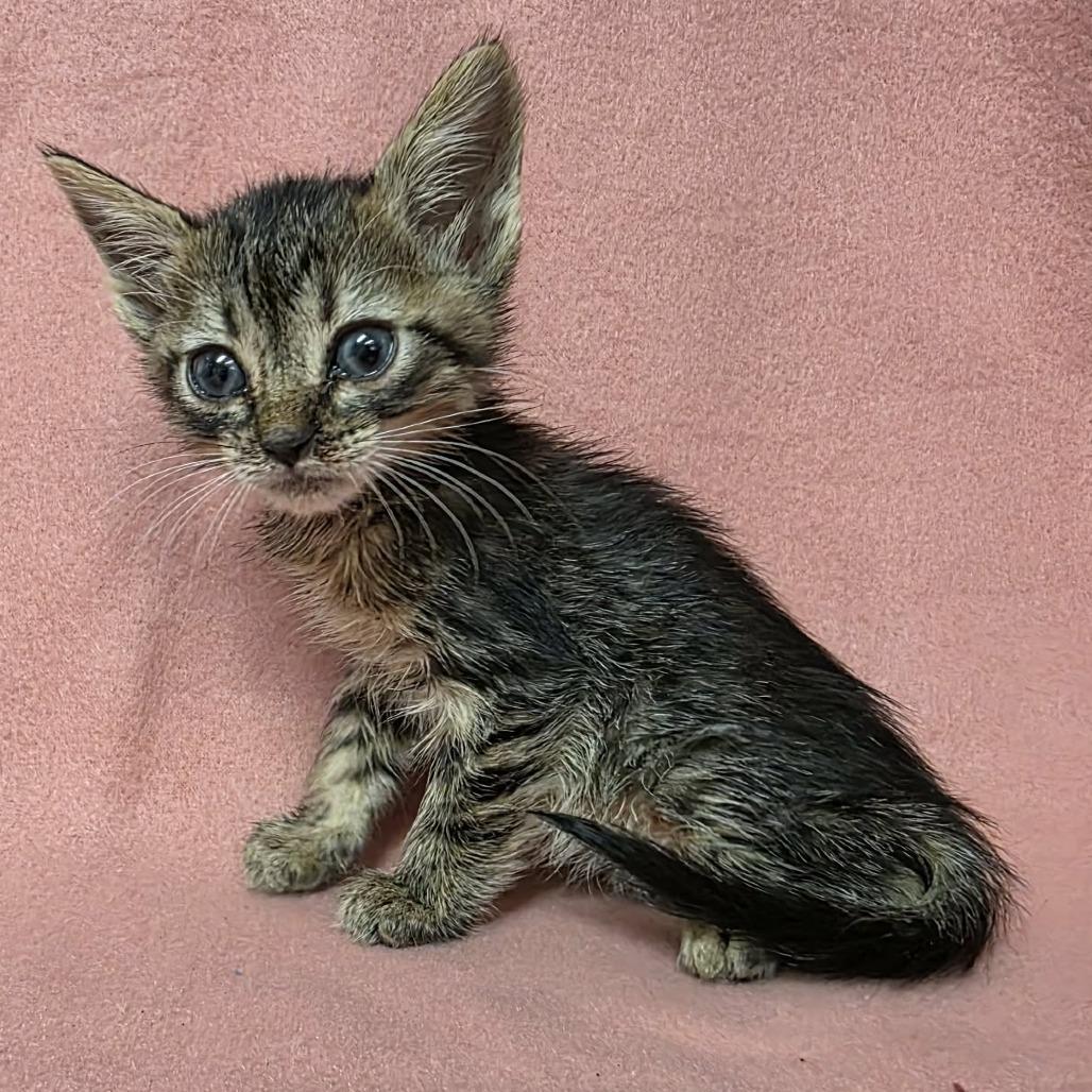 Enlarge Colter, a Adoptable Domestic Short Hair in Pine Mountain, GA image 3/5