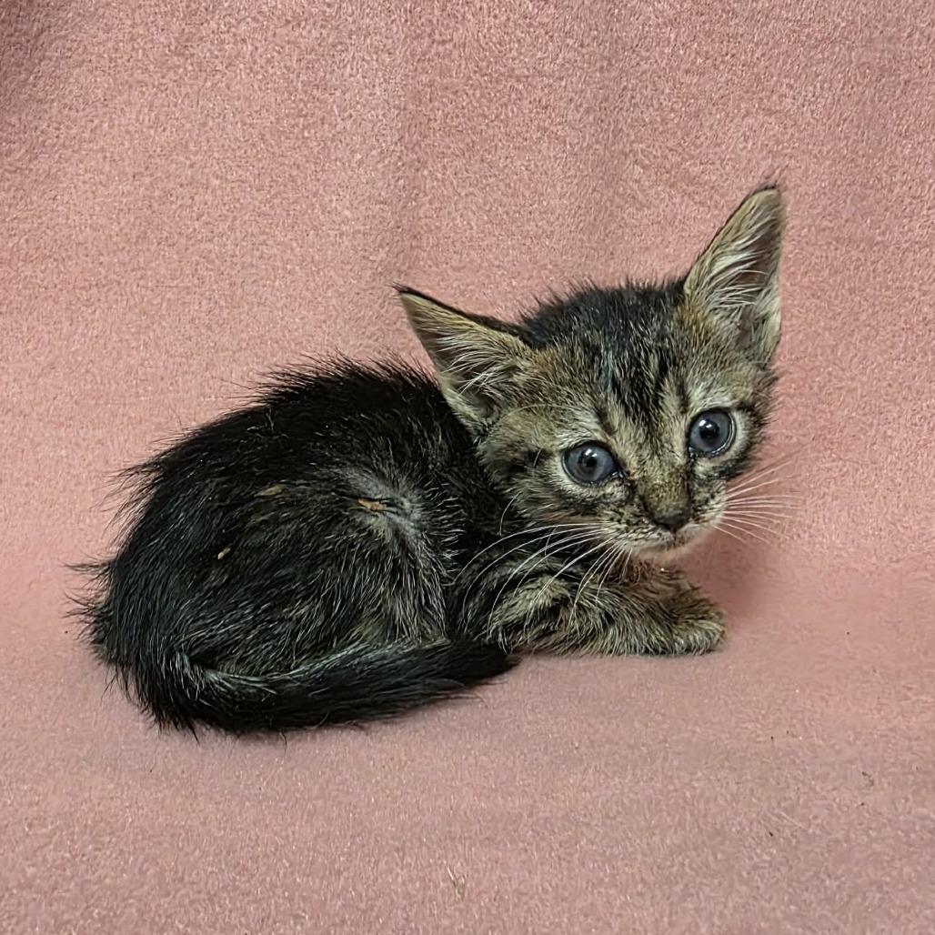 Enlarge Colter, a Adoptable Domestic Short Hair in Pine Mountain, GA image 4/5