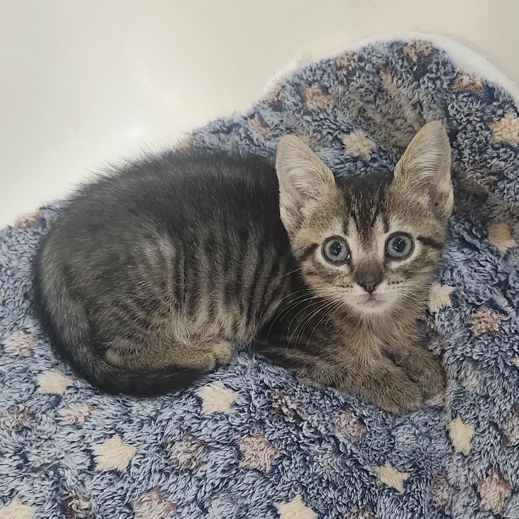 Enlarge Colter, a Adoptable Domestic Short Hair in Pine Mountain, GA image 5/5