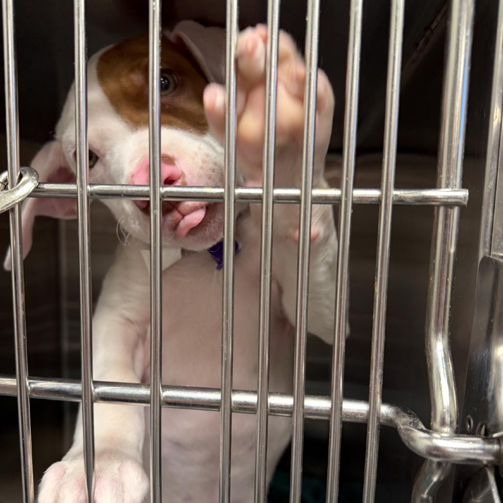 Frankie, Adoptable, Puppy Male Mixed Breed.