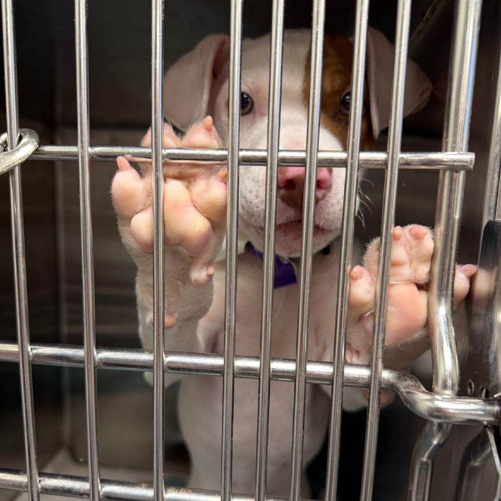 Frankie, a Adoptable Mixed Breed in Columbia Station, OH image 2/4