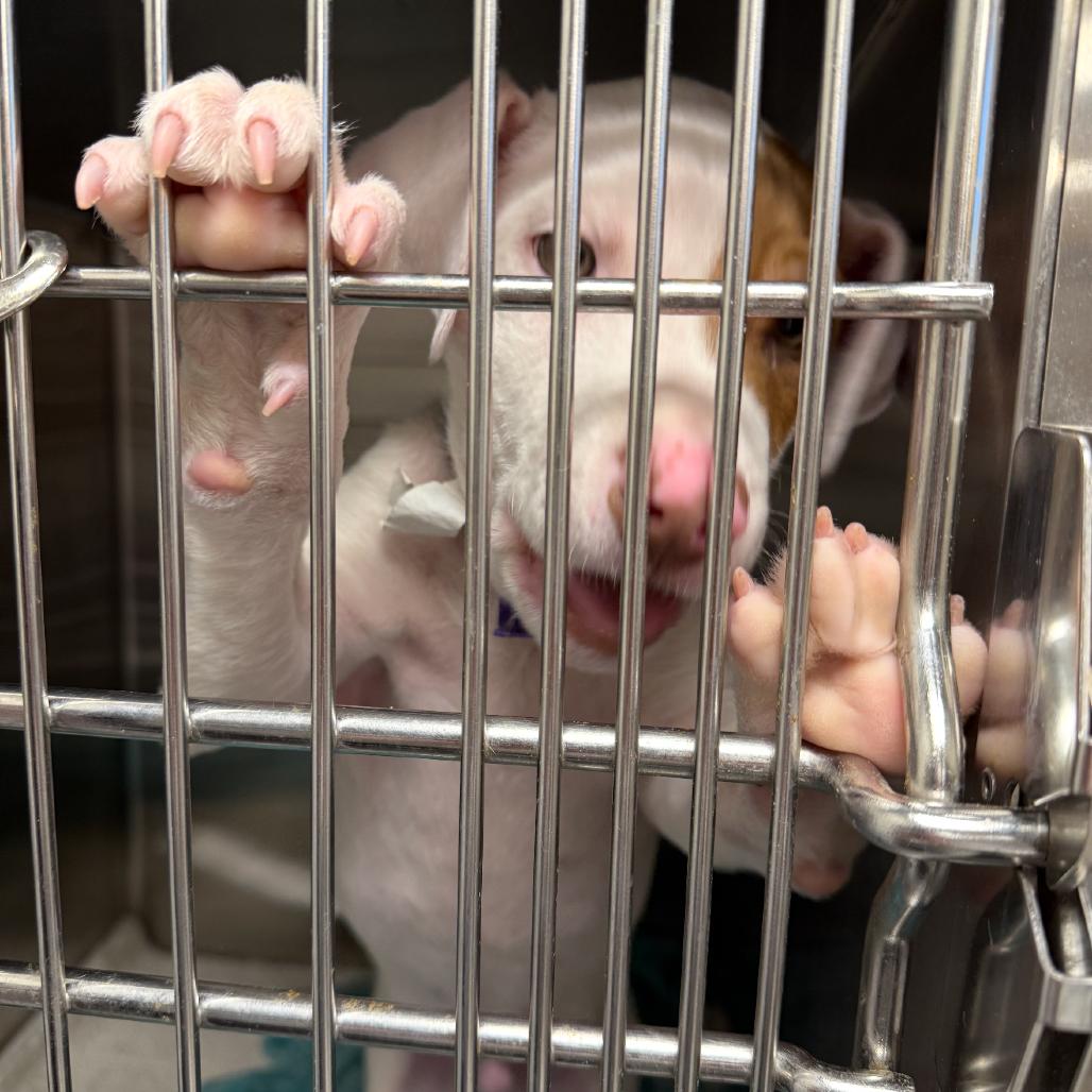 Frankie, a Adoptable Mixed Breed in Columbia Station, OH image 3/4