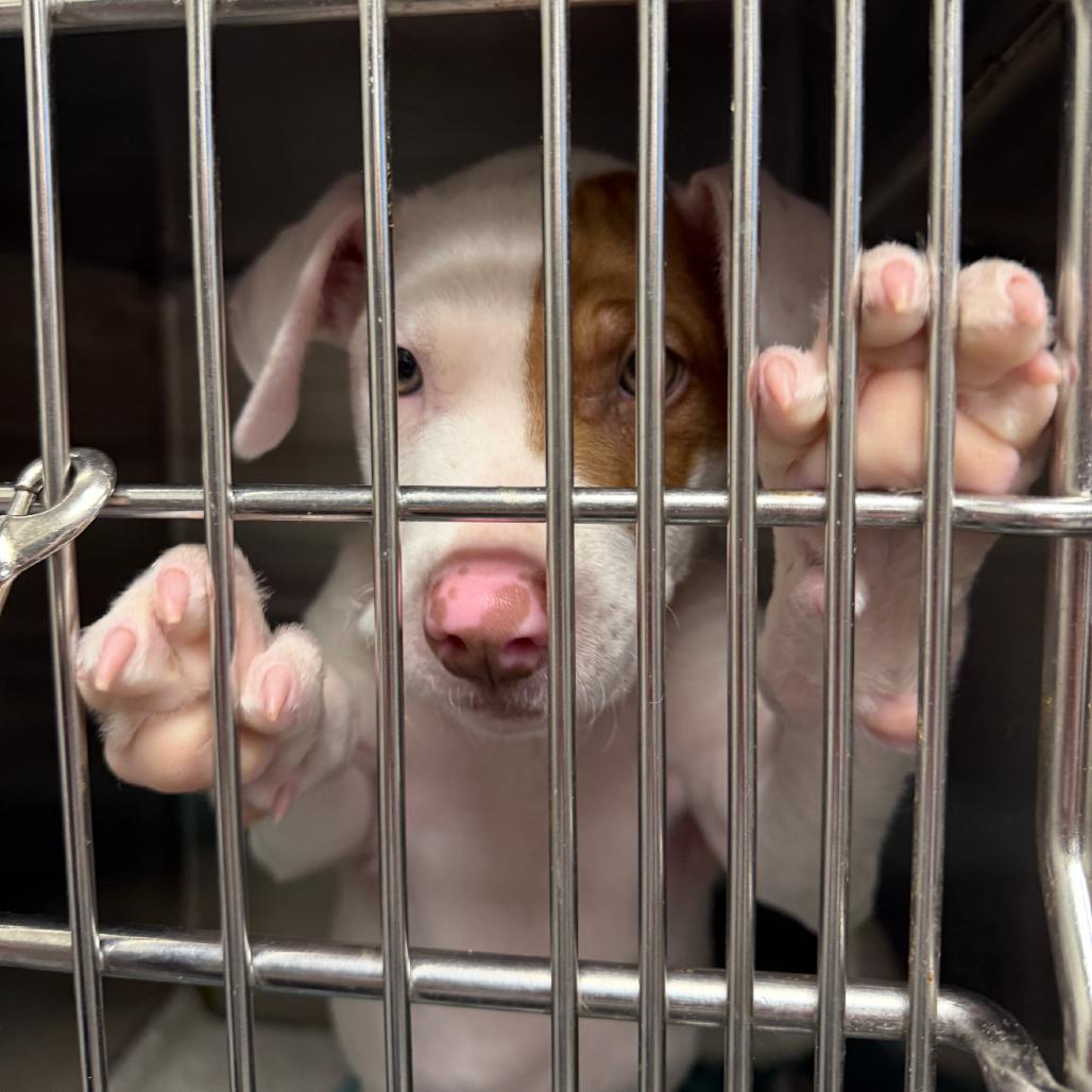 Frankie, a Adoptable Mixed Breed in Columbia Station, OH image 4/4