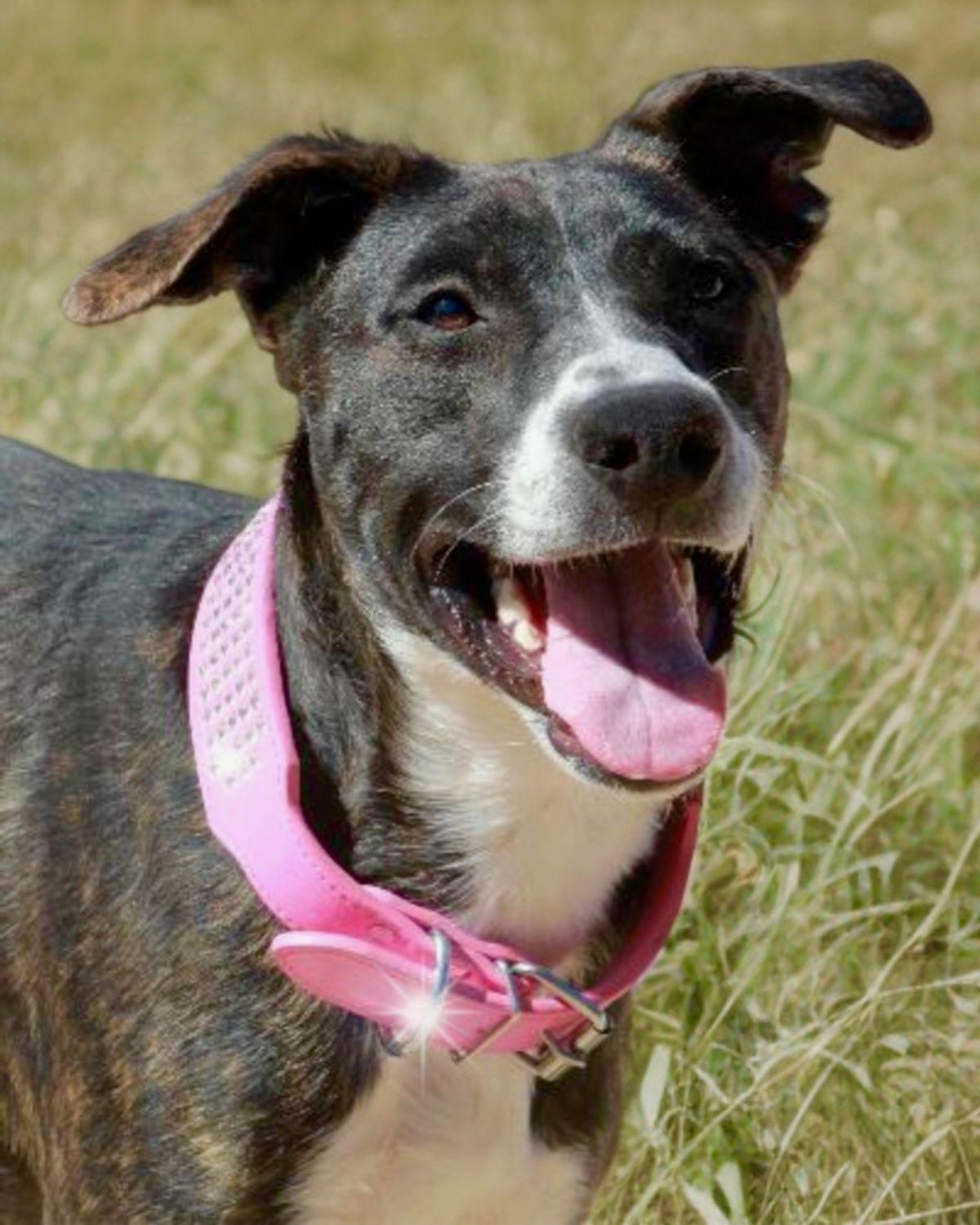 Karma, Adoptable, Adult Female American Staffordshire Terrier.