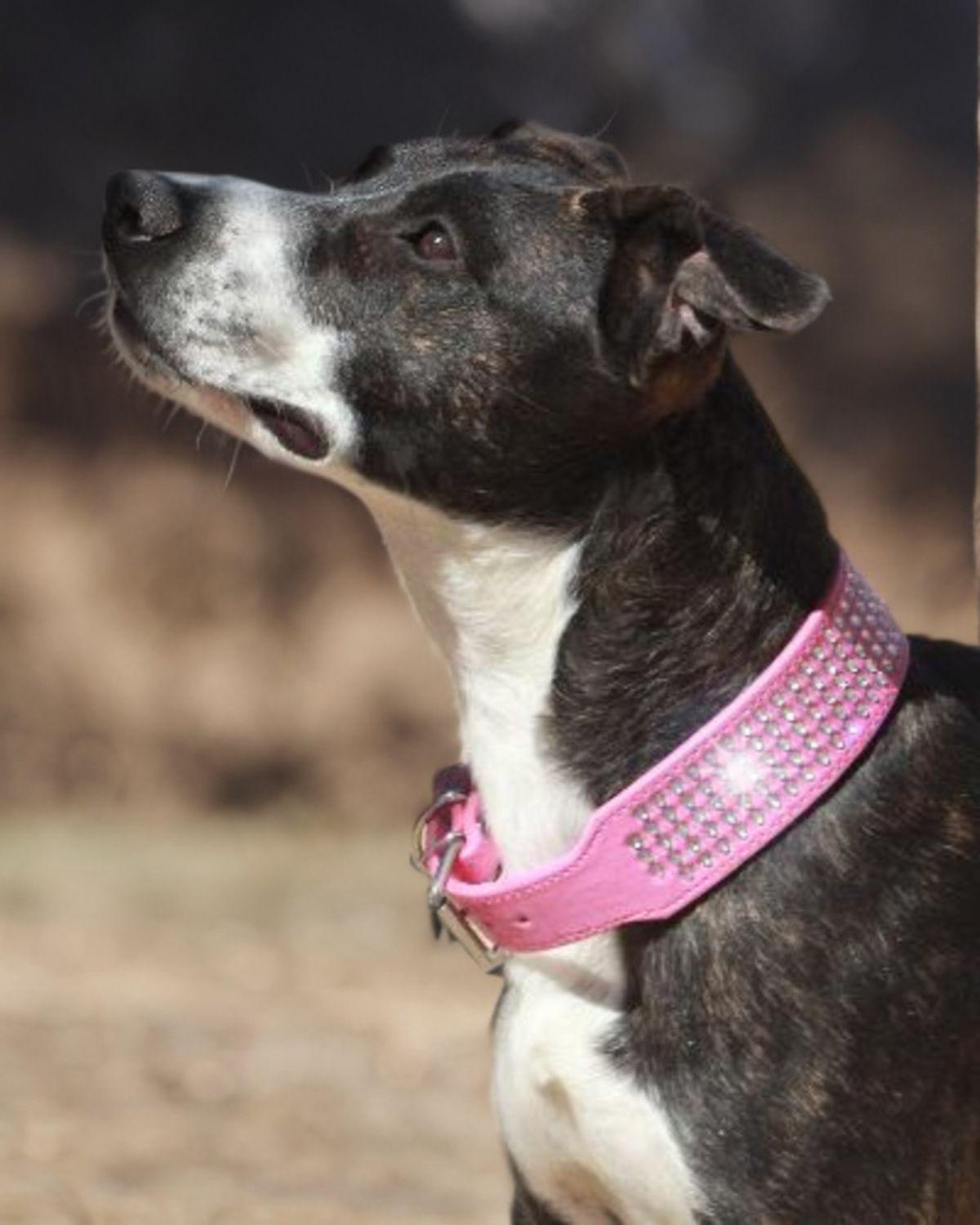 Enlarge Karma, a Adoptable American Staffordshire Terrier in Kingman, AZ image 2/3