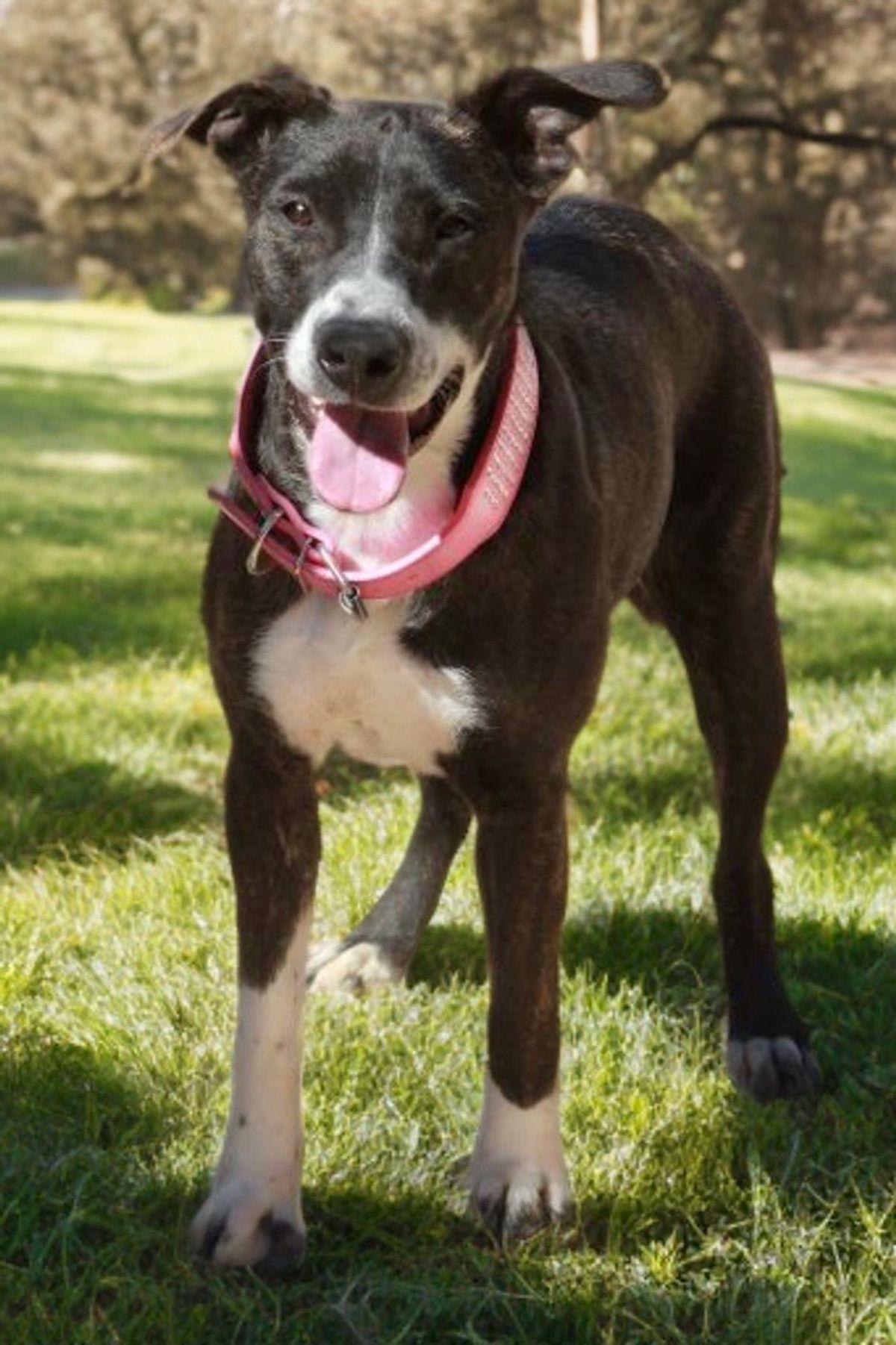 Enlarge Karma, a Adoptable American Staffordshire Terrier in Kingman, AZ image 3/3