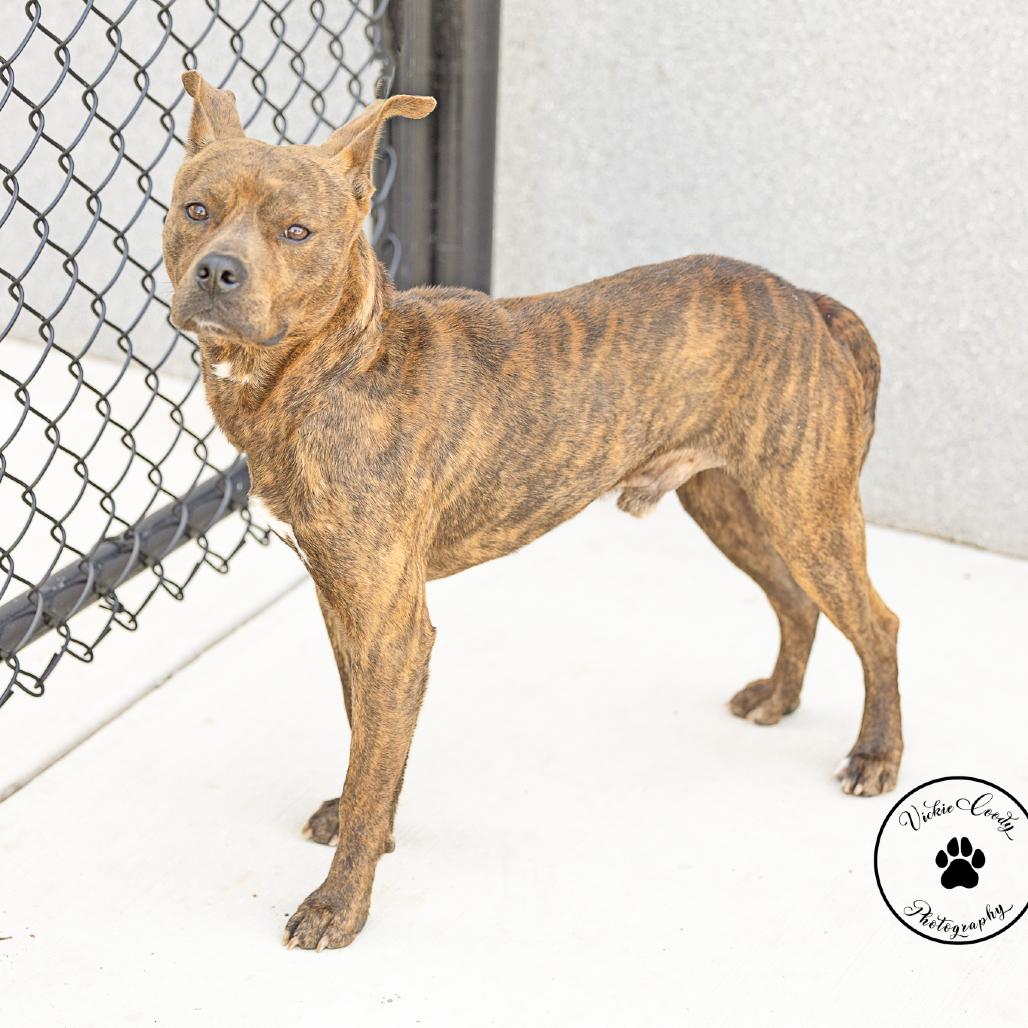 Enlarge Basil, a Adoptable mixed breed in Abilene, TX image 1/3