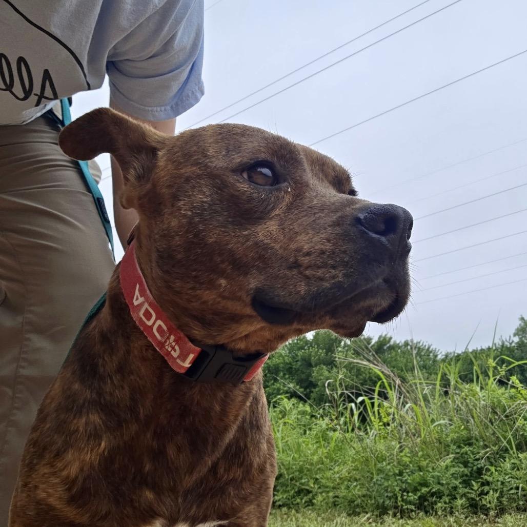 Enlarge Basil, a Adoptable mixed breed in Abilene, TX image 2/6