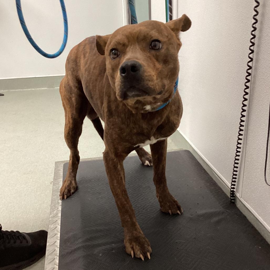 Enlarge Basil, a Adoptable mixed breed in Abilene, TX image 2/3