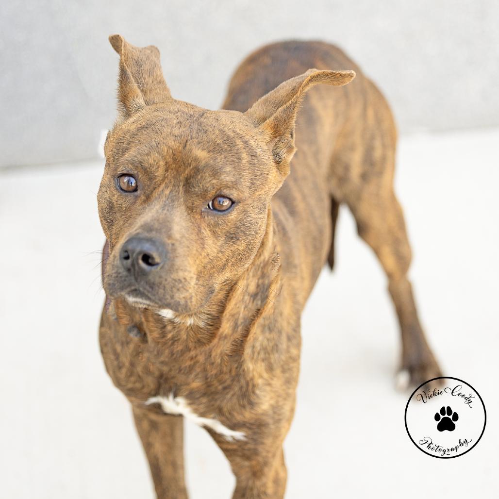 Enlarge Basil, a Adoptable mixed breed in Abilene, TX image 3/3