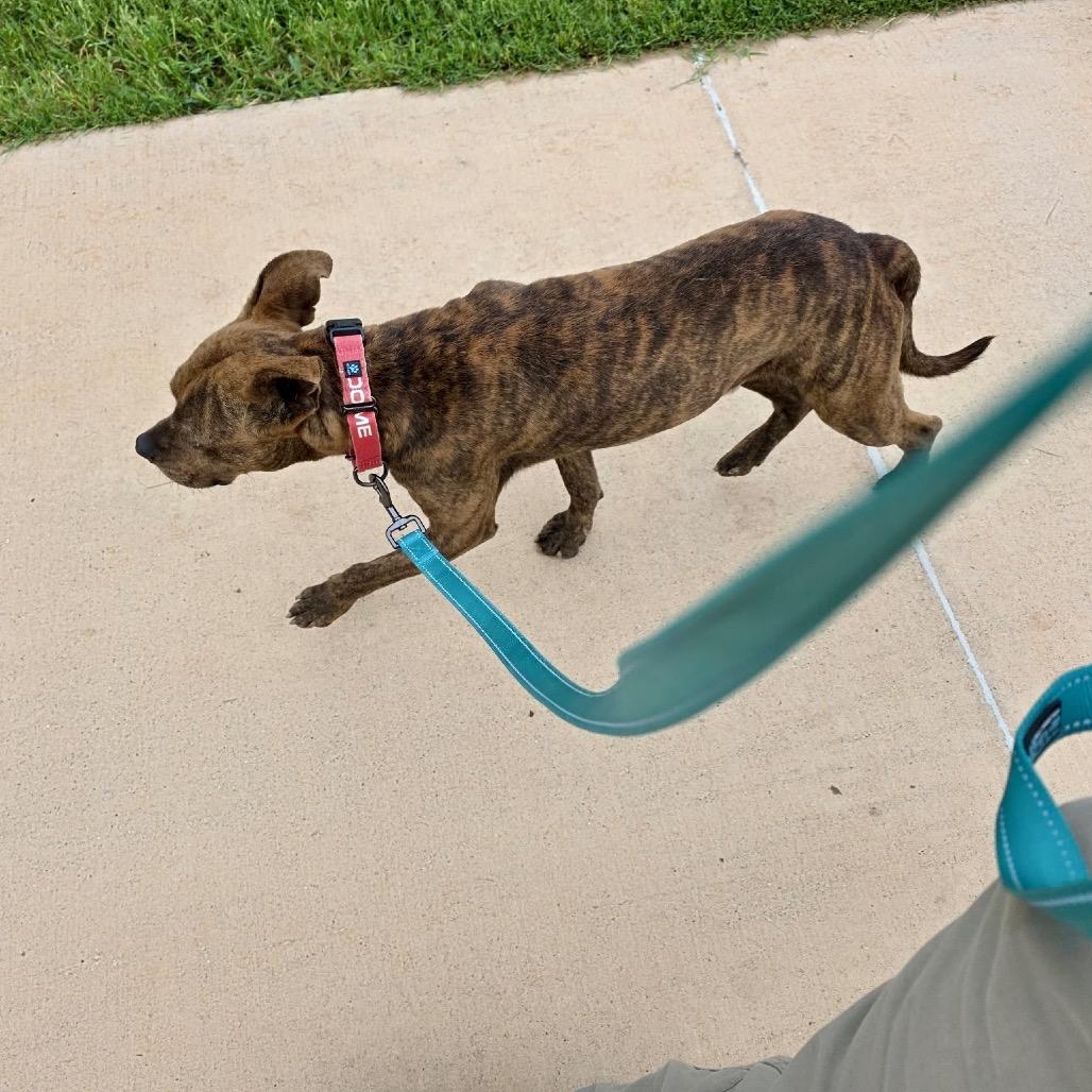 Enlarge Basil, a Adoptable mixed breed in Abilene, TX image 6/6