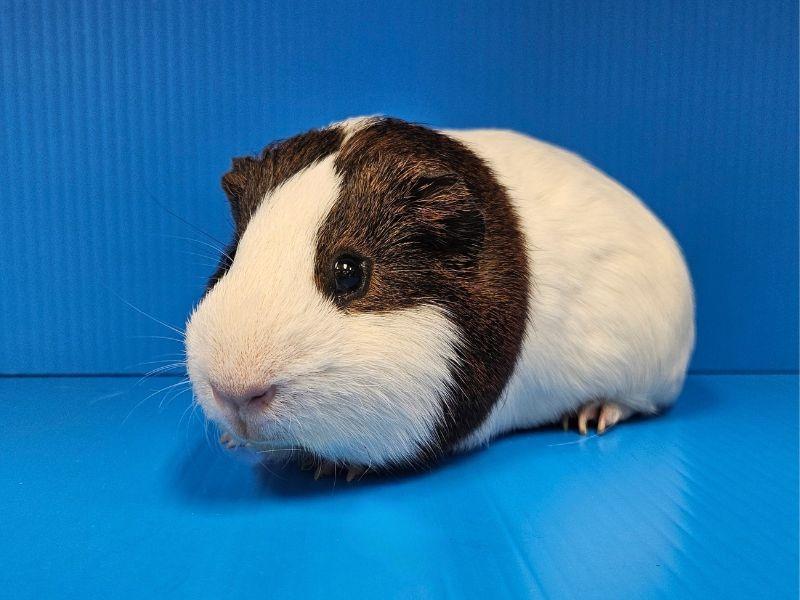 Enlarge Gorgonzola, a Adoptable mixed breed in Lewisville, TX image 1/3