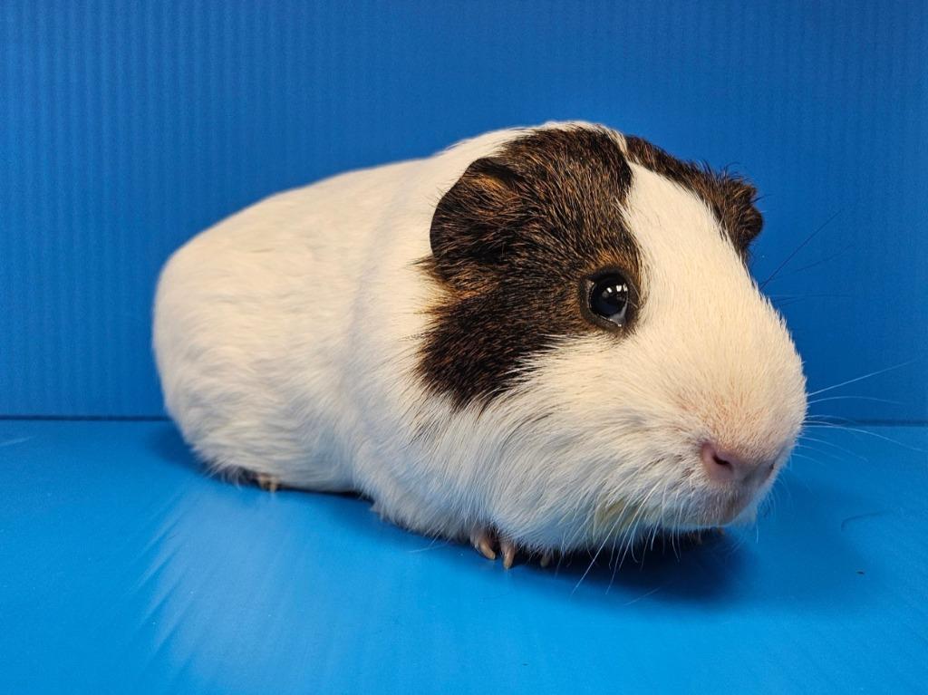 Gorgonzola, a Adoptable mixed breed in Lewisville, TX image 2/3