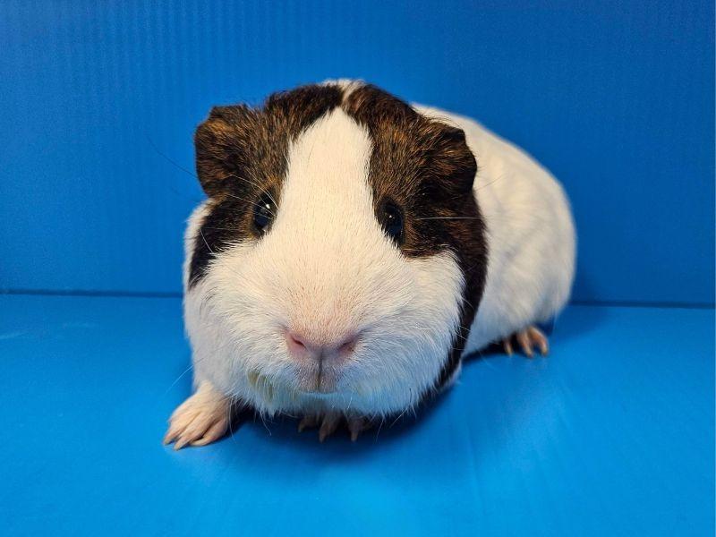 Gorgonzola, Adoptable, Adult Male Guinea Pig.