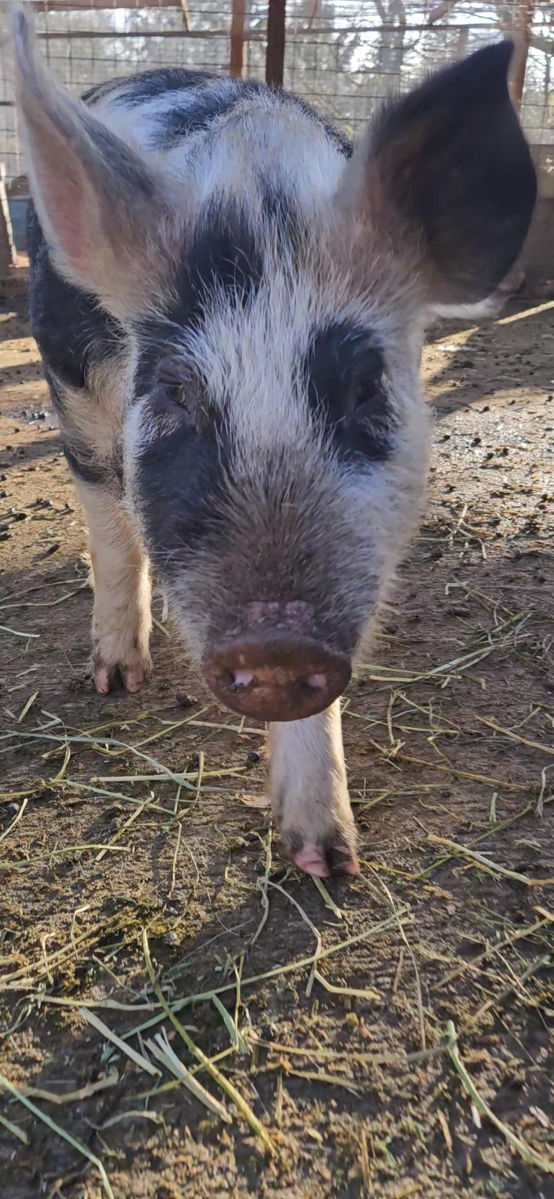 Pigcasso photo 2