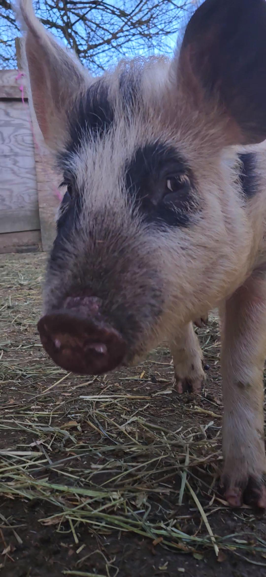 Pigcasso, Young Male unknown