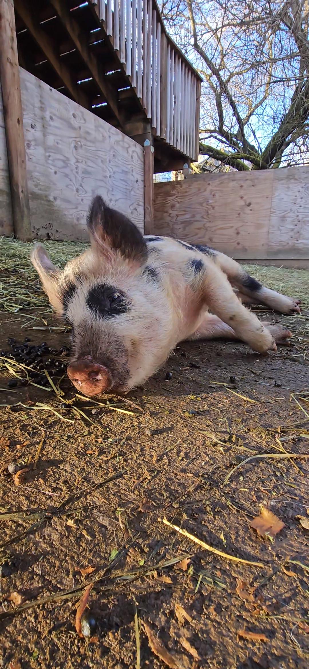 Pigcasso photo 3