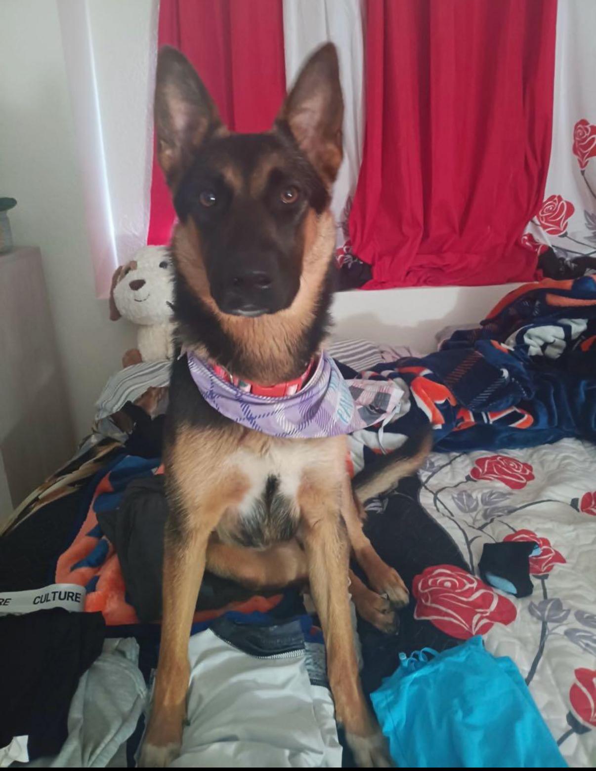 Faith, a Adoptable mixed breed in Tarzana, CA image 3/5