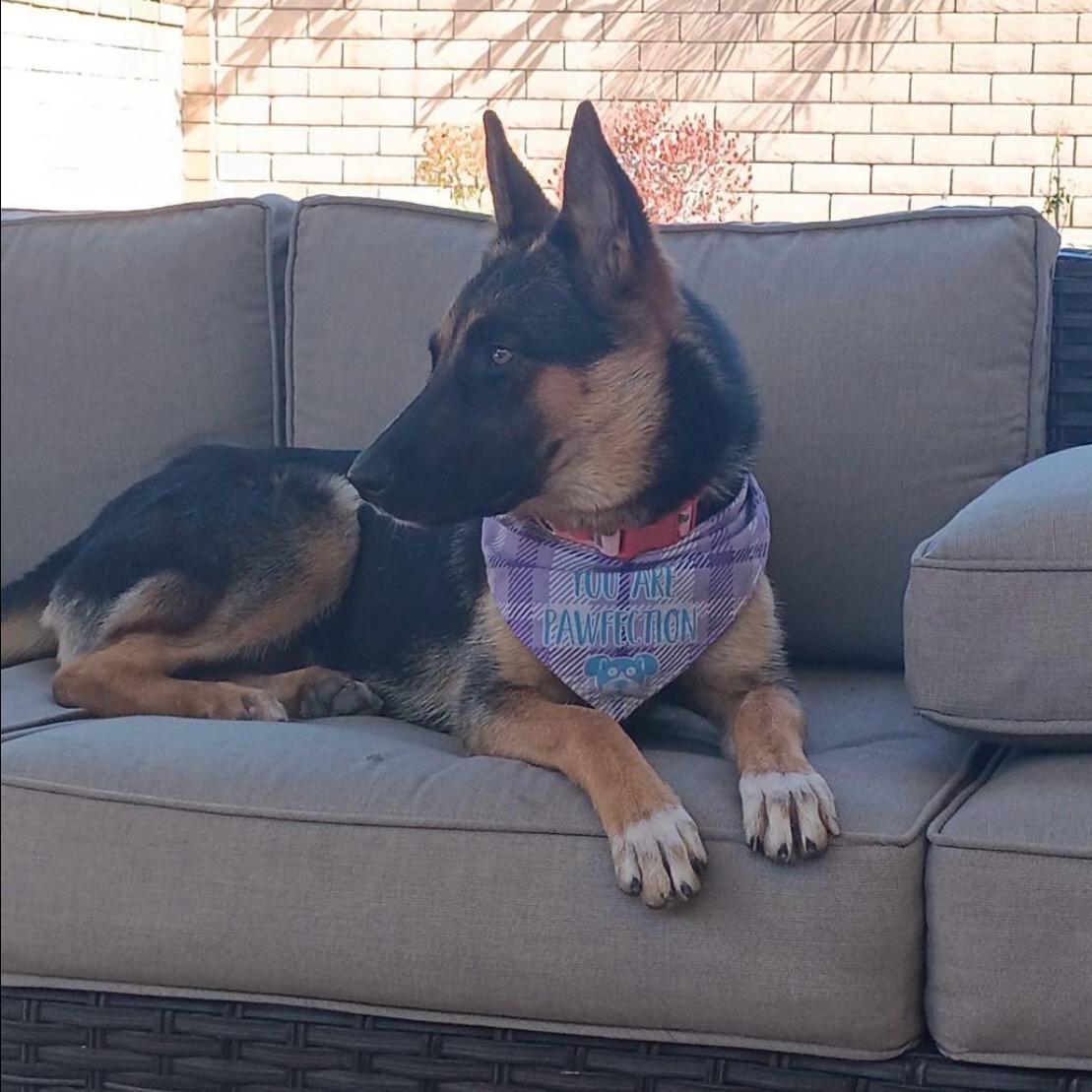 Faith, Adoptable, Young Female German Shepherd Dog.