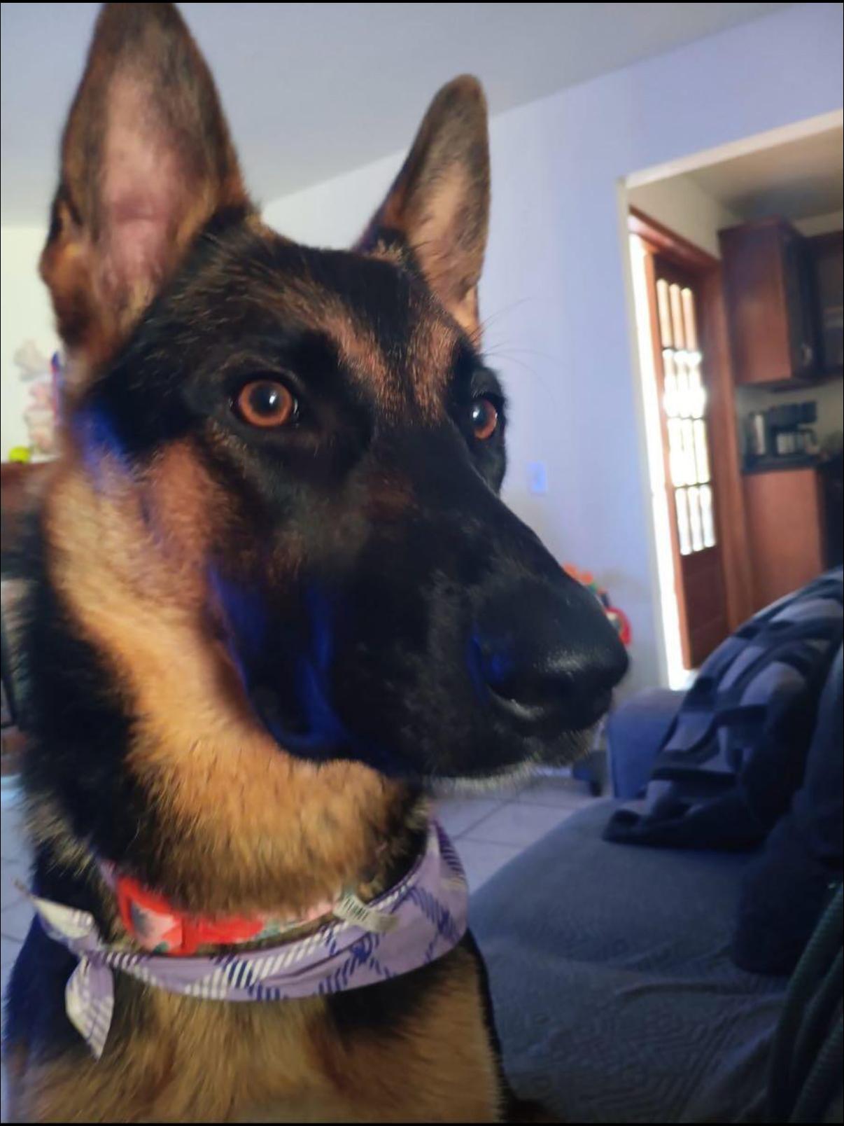 Faith, a Adoptable mixed breed in Tarzana, CA image 4/5