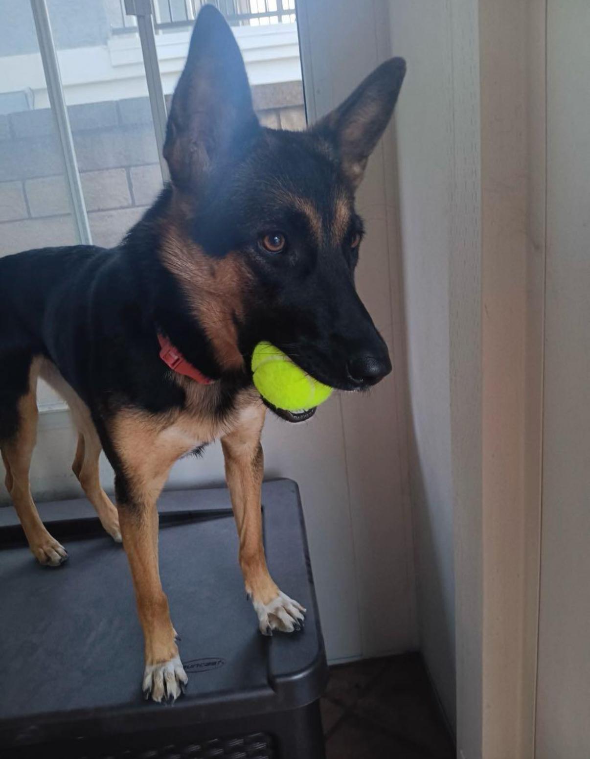 Faith, a Adoptable mixed breed in Tarzana, CA image 5/5