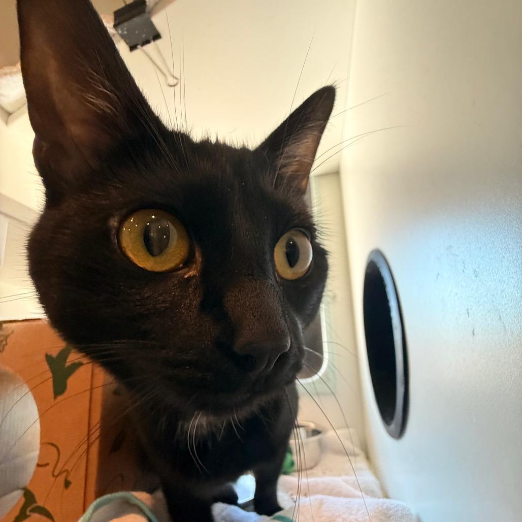 Nova, Adoptable, Young Female Domestic Short Hair.