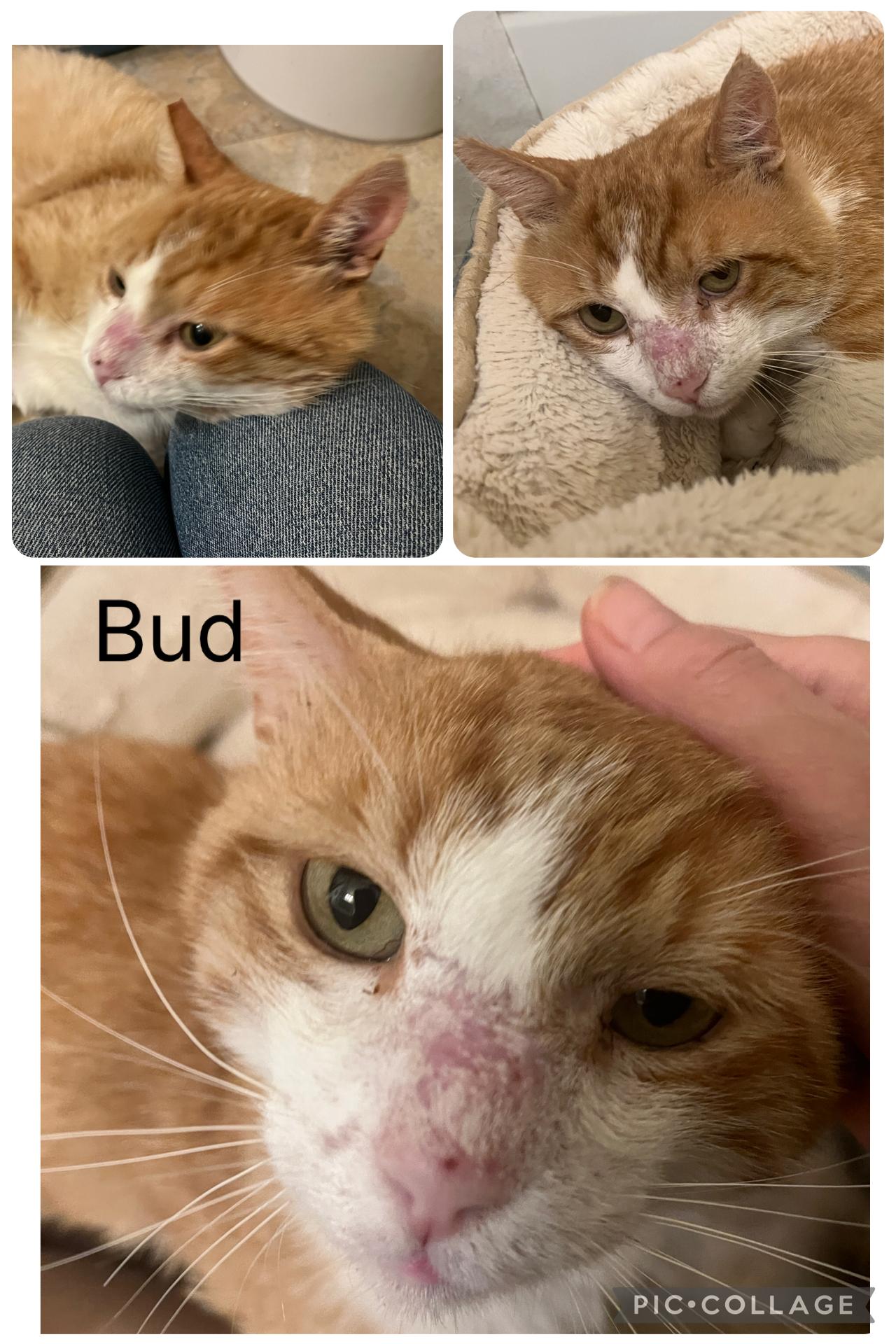 Bud, ADOPTABLE, Adult Male Domestic Short Hair.
