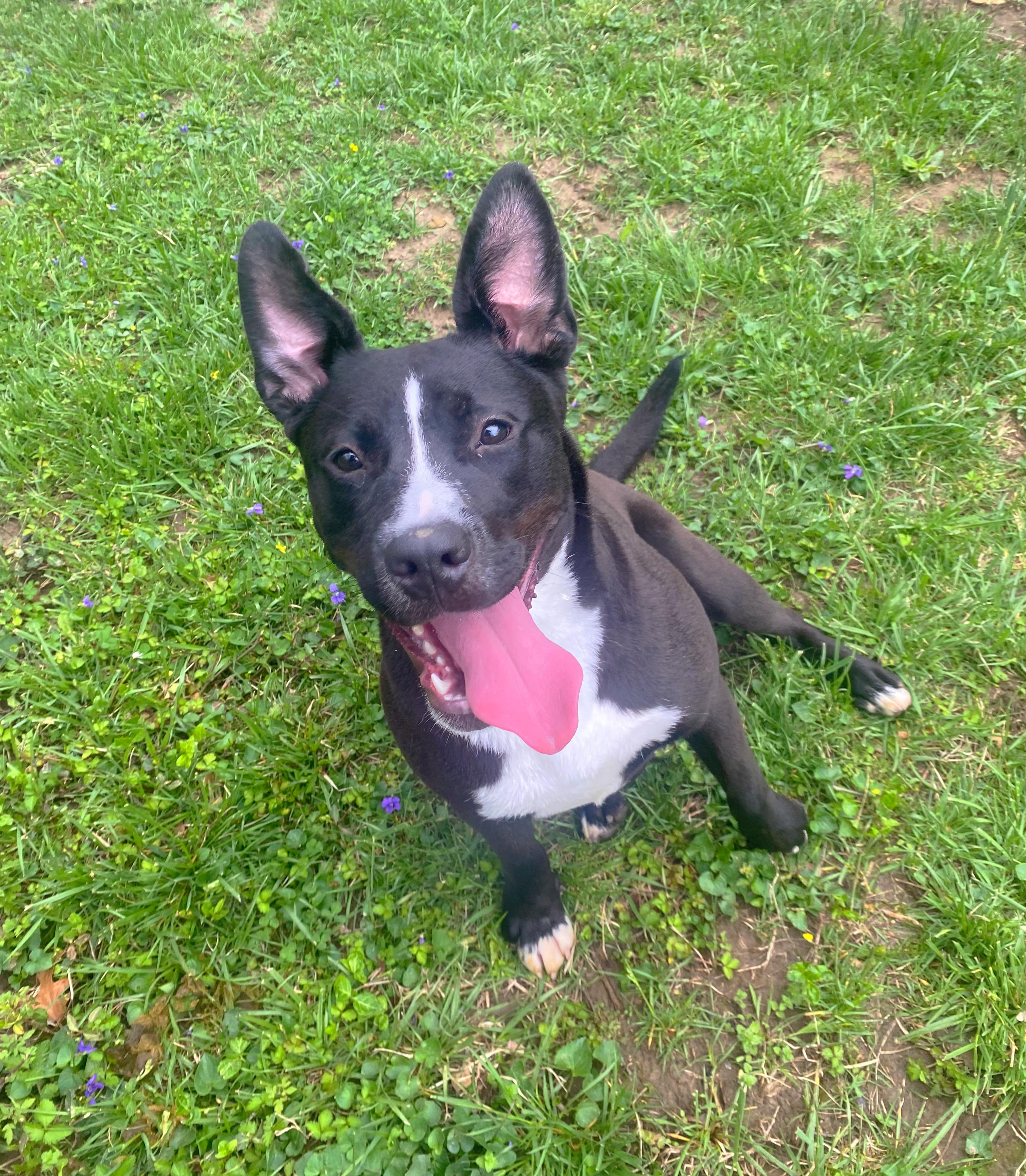 Enlarge Hannah, a Adopted Black Labrador Retriever in Godfrey, IL image 1/1