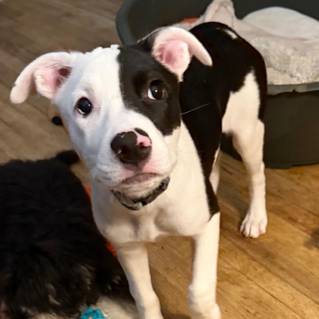Pigeon, Adoptable, Puppy Female Mixed Breed.