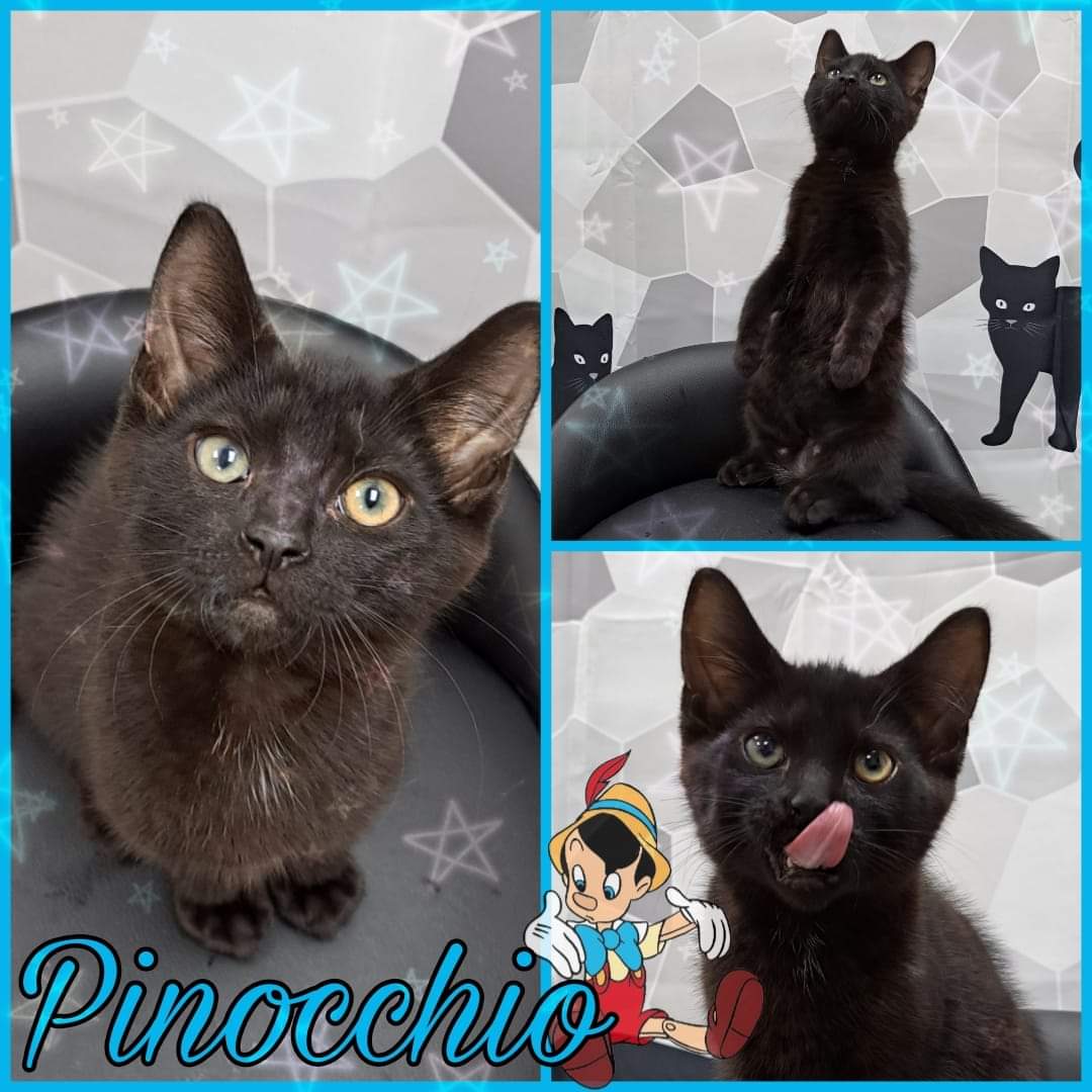 Pinocchio, Adopted, Young Male Domestic Short Hair.
