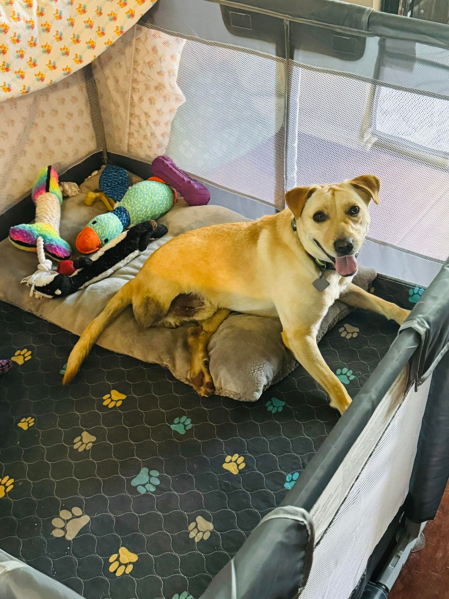 Enlarge Miracle "Hot Wheels", a Adoptable mixed breed in San Antonio, TX image 3/6